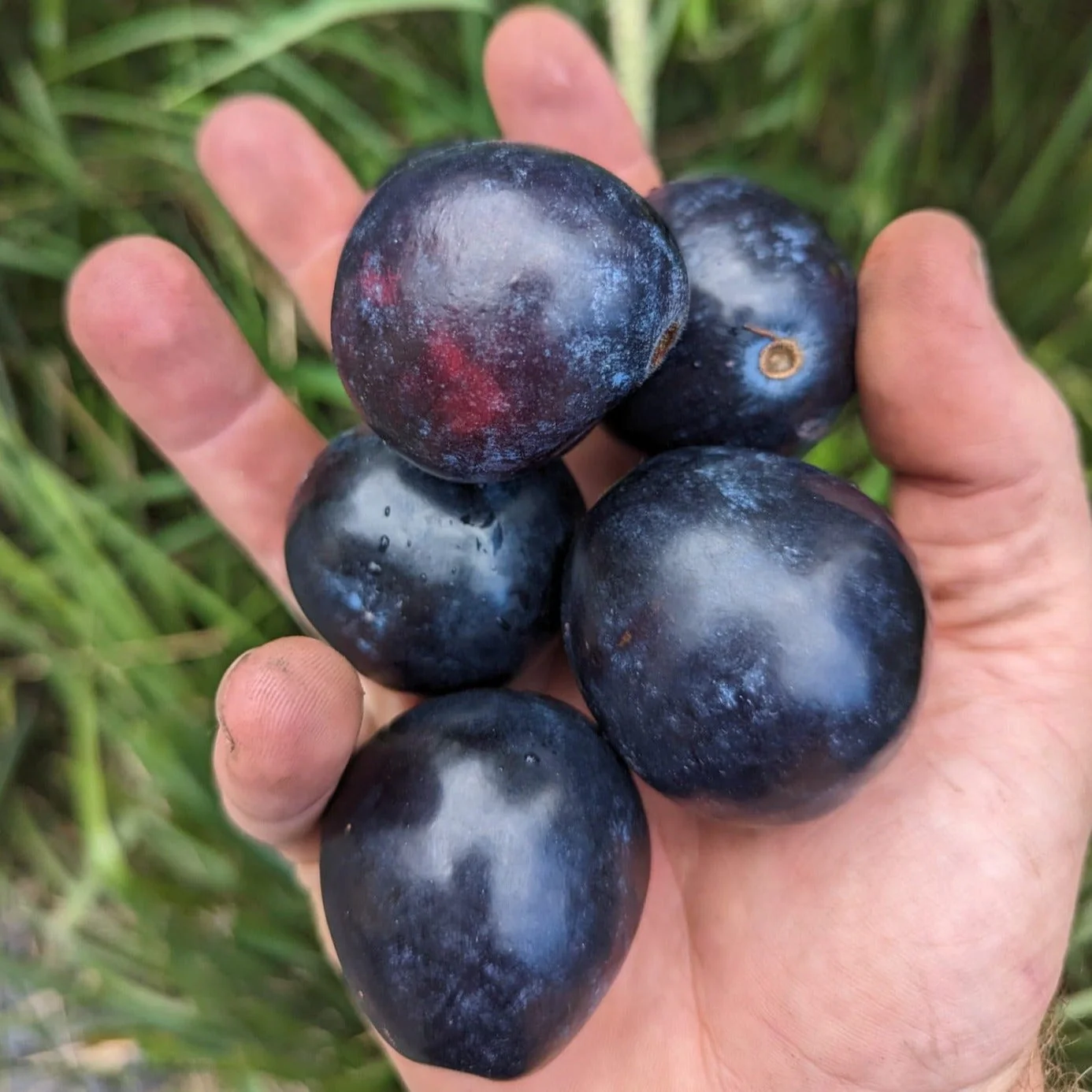 500g Freeze Dried Davidson Plum Powder - Image 3